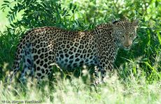 leopard (34 von 60).jpg